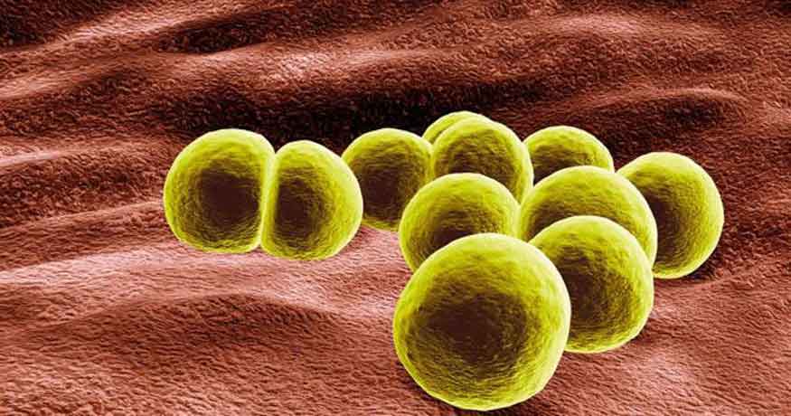 MRSA Bacteria Cells